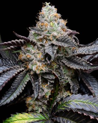 Cookies Seed Bank - Blueberry Bubble Gum (fem.) 🇺🇸 10351