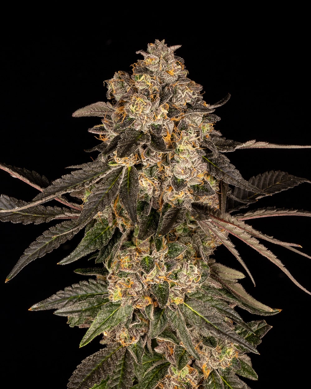 Cookies Seed Bank - Cherry Fritter (fem.) 🇺🇸