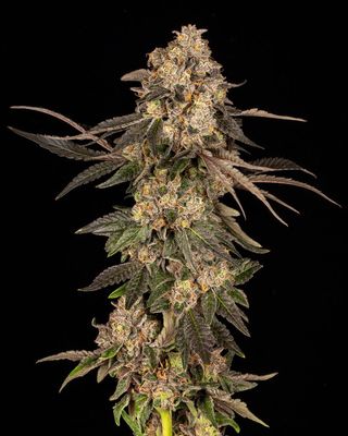 Cookies Seed Bank - Cherry Fritter (fem.) 🇺🇸 10352