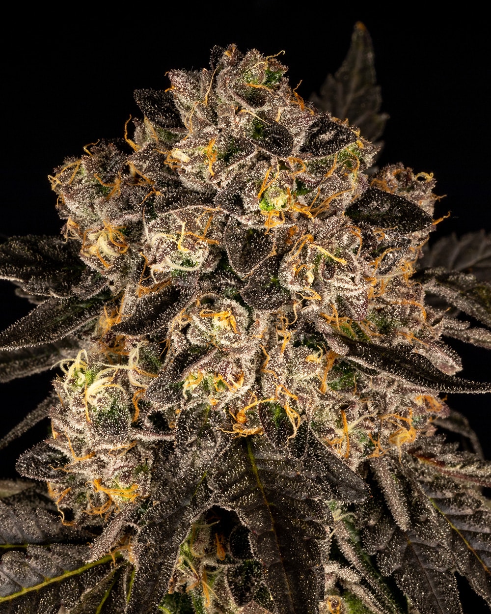 Cookies Seed Bank - Cherry Fritter (fem.) 🇺🇸