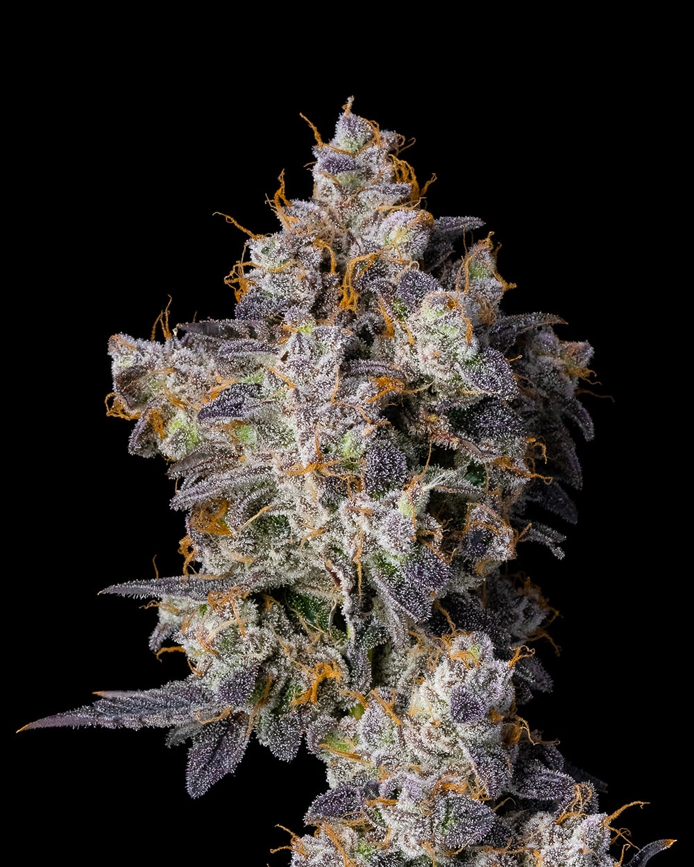 Cookies Seed Bank - Cherry Zelato (fem.) 🇺🇸