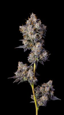 Cookies Seed Bank - Cherry Zelato (fem.) 🇺🇸 10353