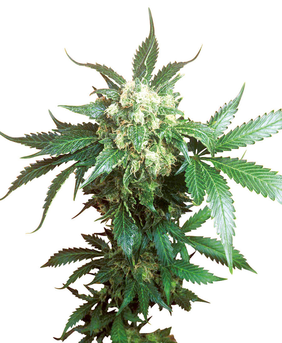 Sensi Seeds - Black Domina ® (fem.)
