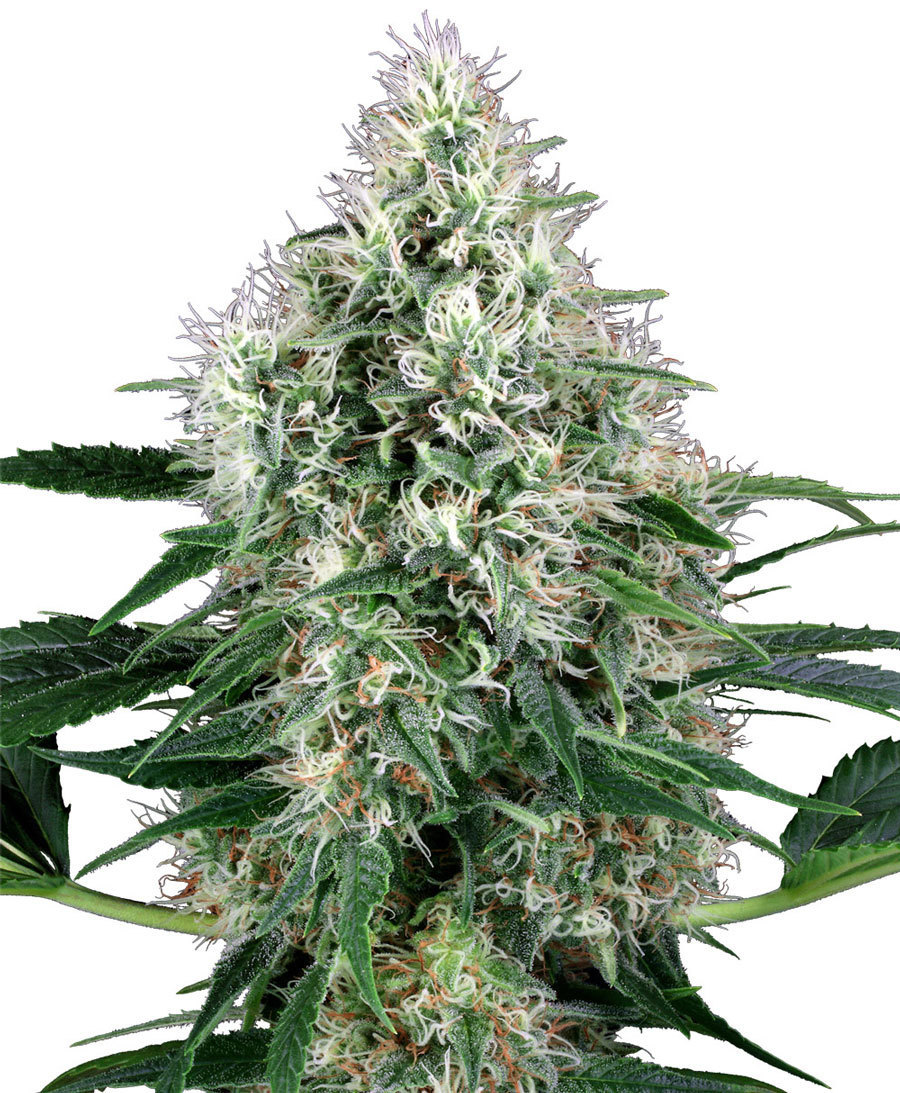 White Label Seeds - Pure Power Plant Automatic (auto/fem.)