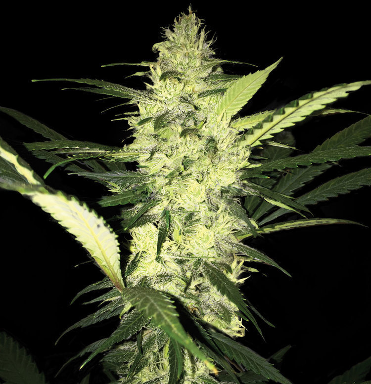 T.H. Seeds - La S.A.G.E. (fem.)