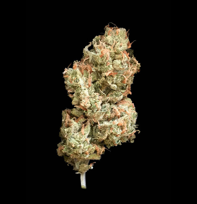 T.H. Seeds - La S.A.G.E. (fem.)