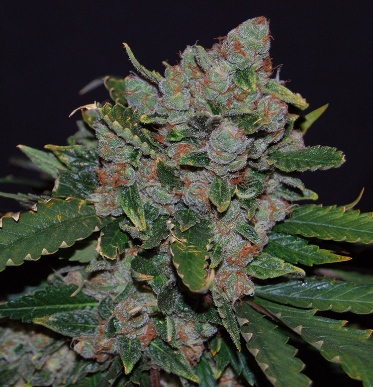 T.H. Seeds - M.O.B. (fem.)