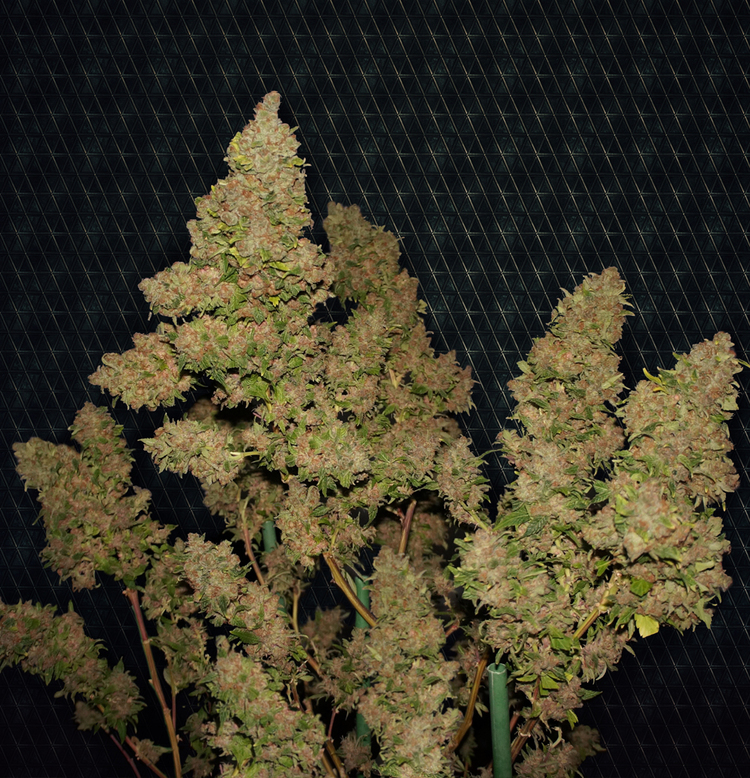 T.H. Seeds - M.O.B. (fem.)