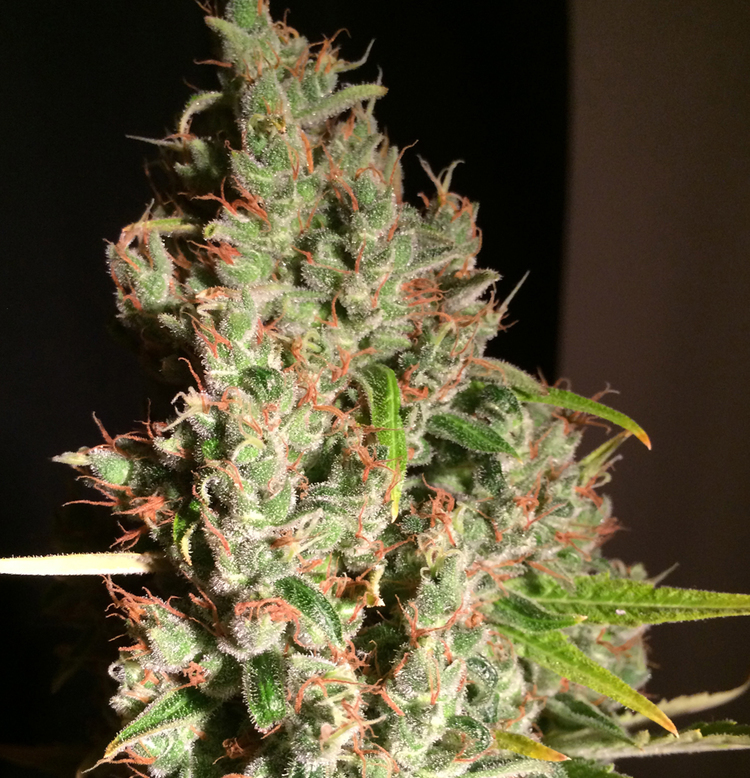 T.H. Seeds - M.O.B. (fem.)