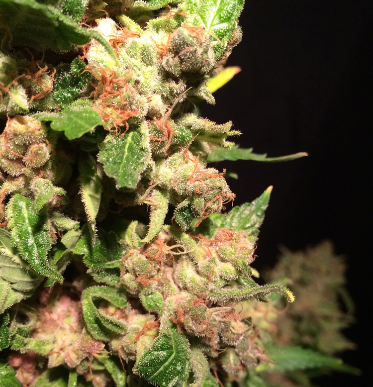 T.H. Seeds - M.O.B. (fem.)