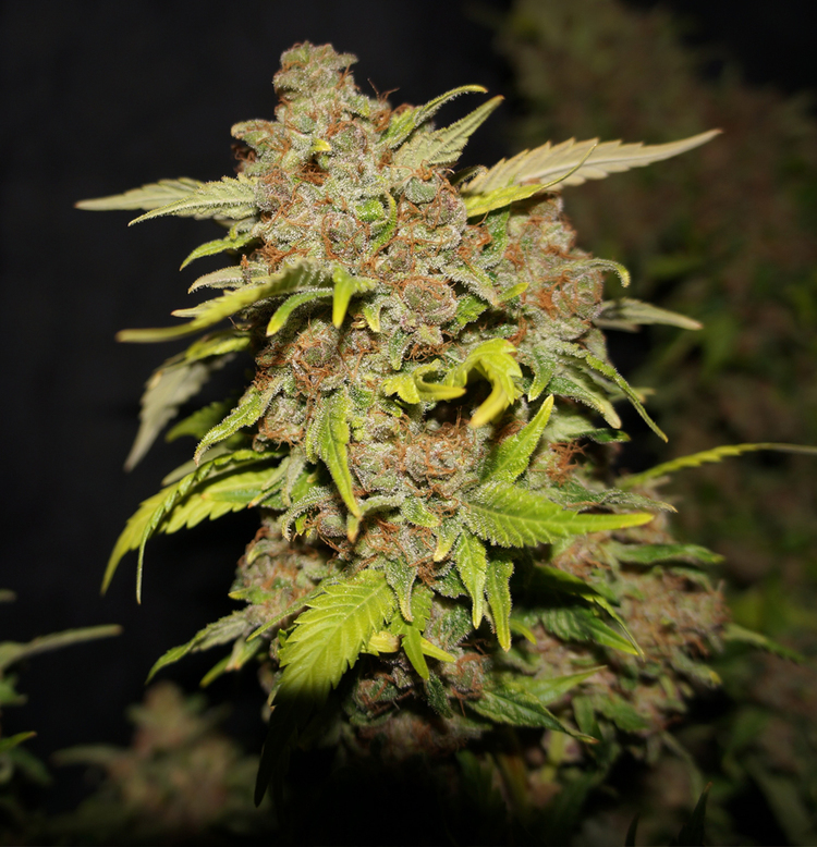 T.H. Seeds - M.O.B. (fem.)
