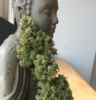 T.H. Seeds - M.O.B. (fem.) 04975