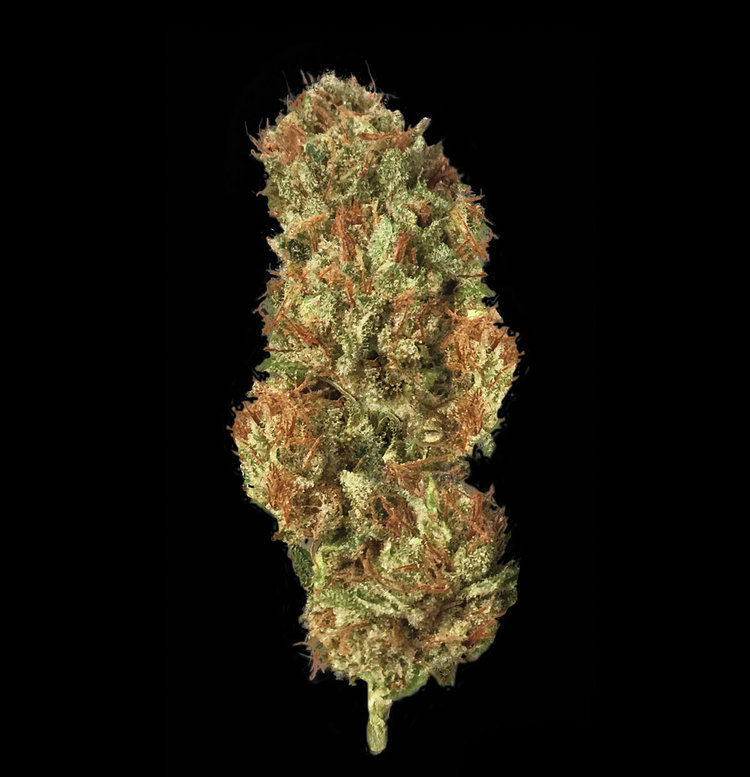 T.H. Seeds - Roof 95 (fem.)