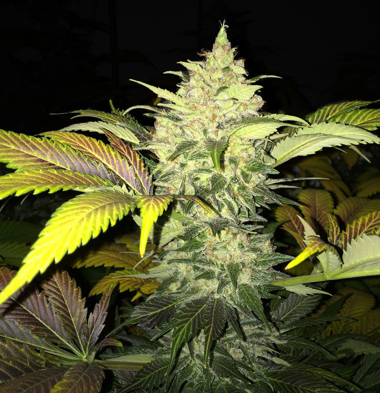 T.H. Seeds - Roof 95 (fem.)