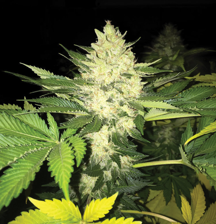 T.H. Seeds - Roof 95 (fem.)