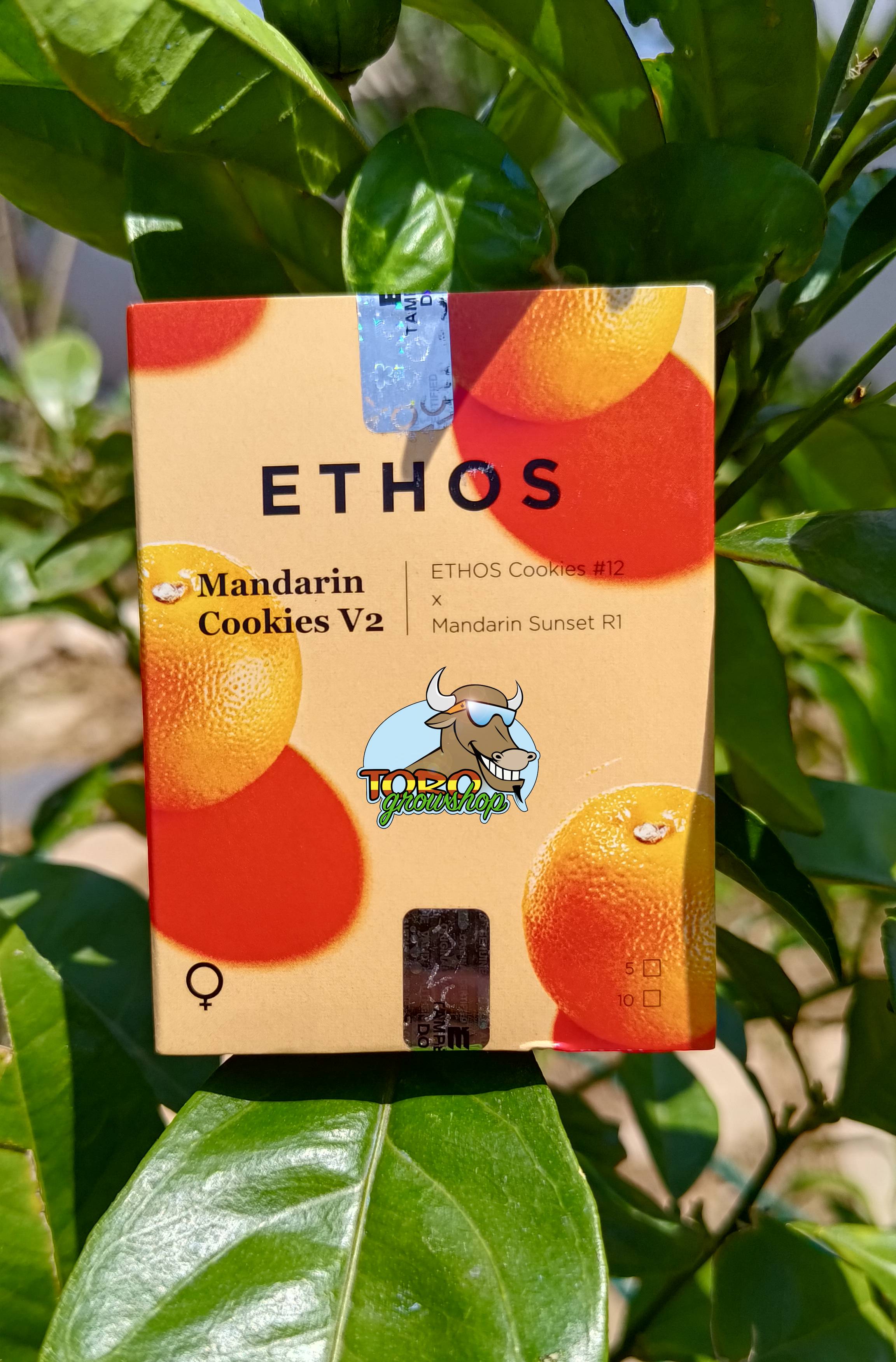 ETHOS Genetics - Mandarin Cookies V2 (fem.) 🇺🇸