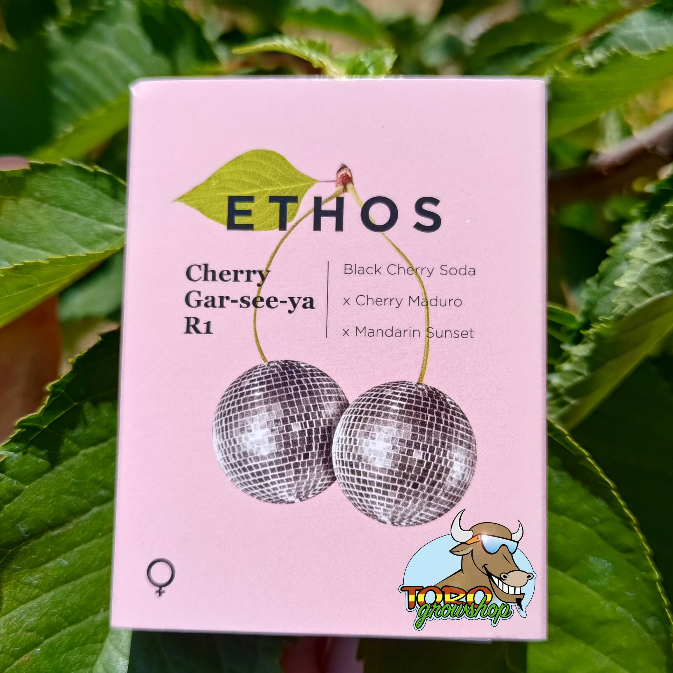 ETHOS Genetics - Cherry Gar-See-Ya R1 (fem.) 🇺🇸