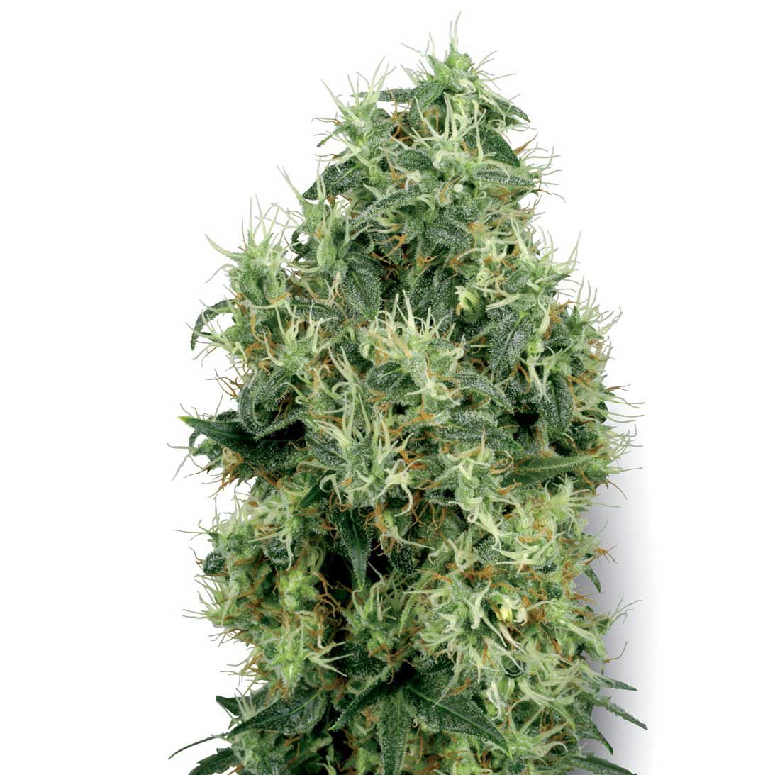 White Label Seeds - White Gold (fem.)