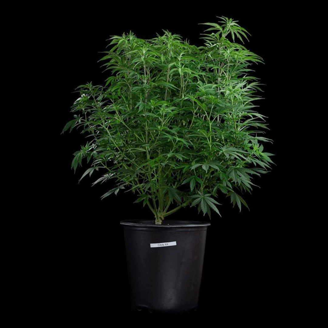 Brothers Grimm Seeds - Cinderella 99 (fem.) 🇺🇸