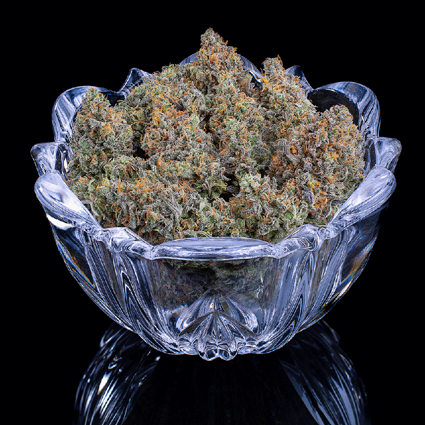 Brothers Grimm Seeds - Cinderella 99 (fem.) 🇺🇸