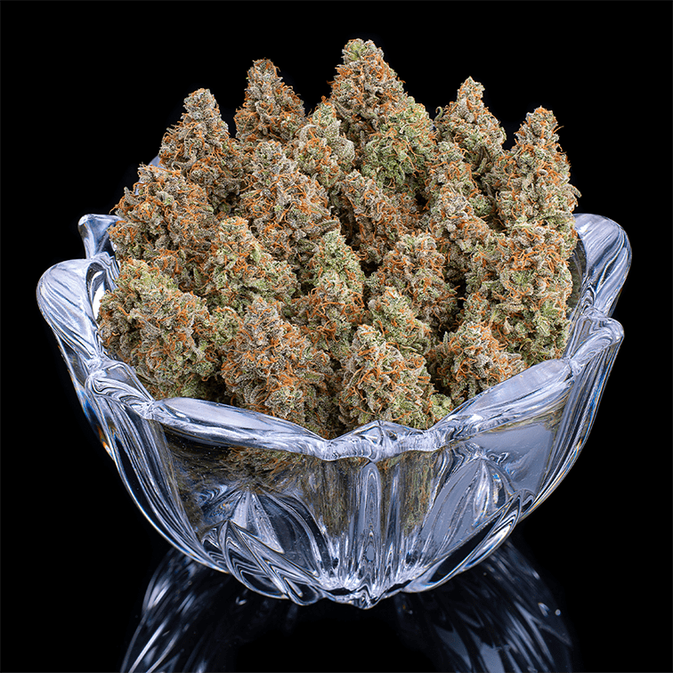 Brothers Grimm Seeds - Rosetta Stone (fem.) 🇺🇸