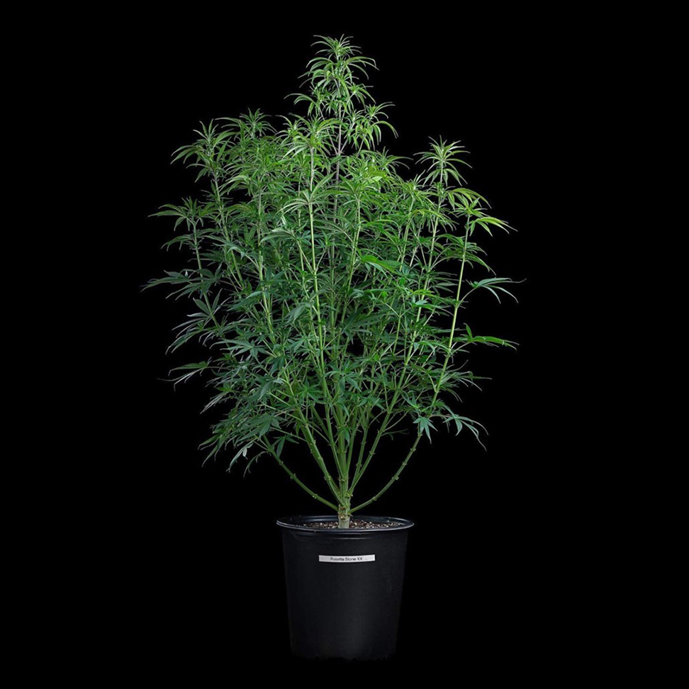 Brothers Grimm Seeds - Rosetta Stone (fem.) 🇺🇸