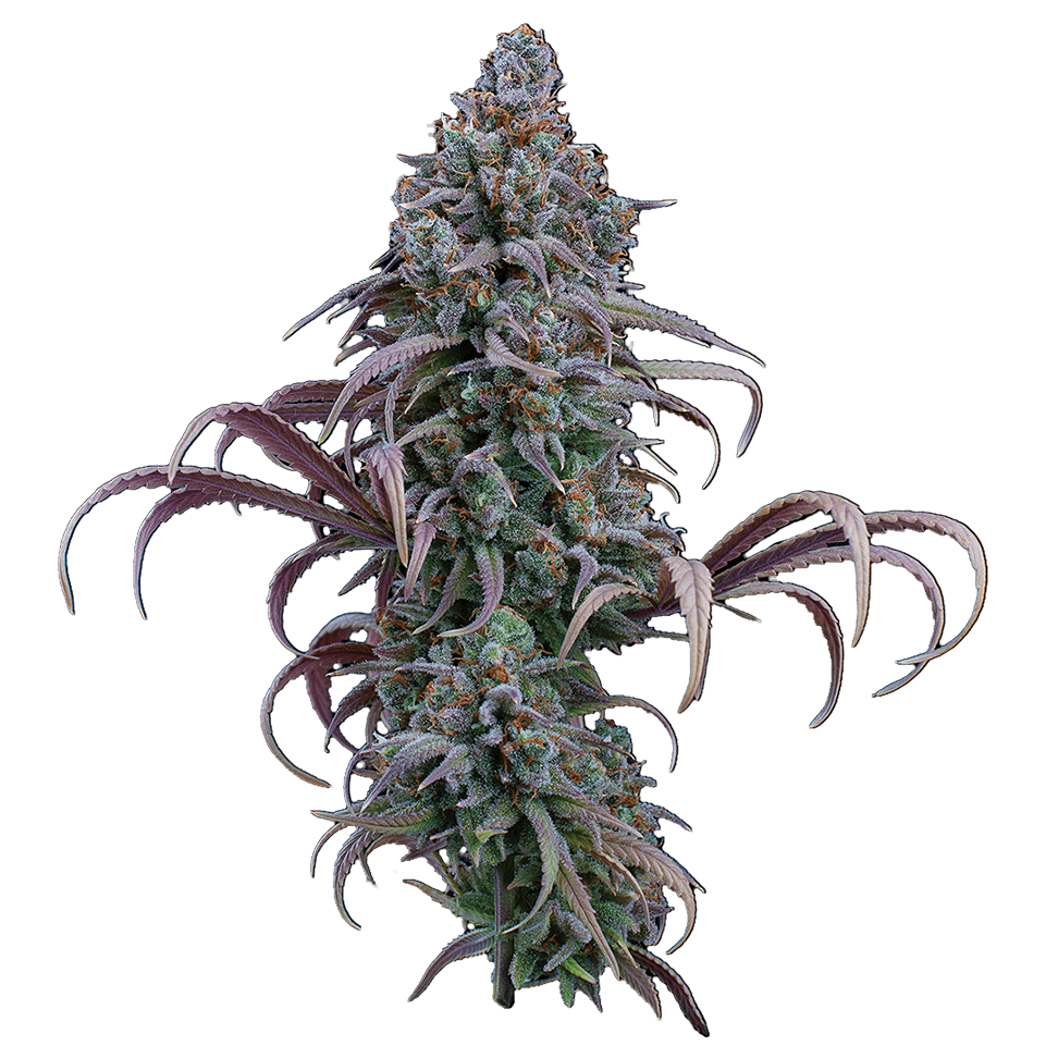 Brothers Grimm Seeds - Rosetta Stone (fem.) 🇺🇸