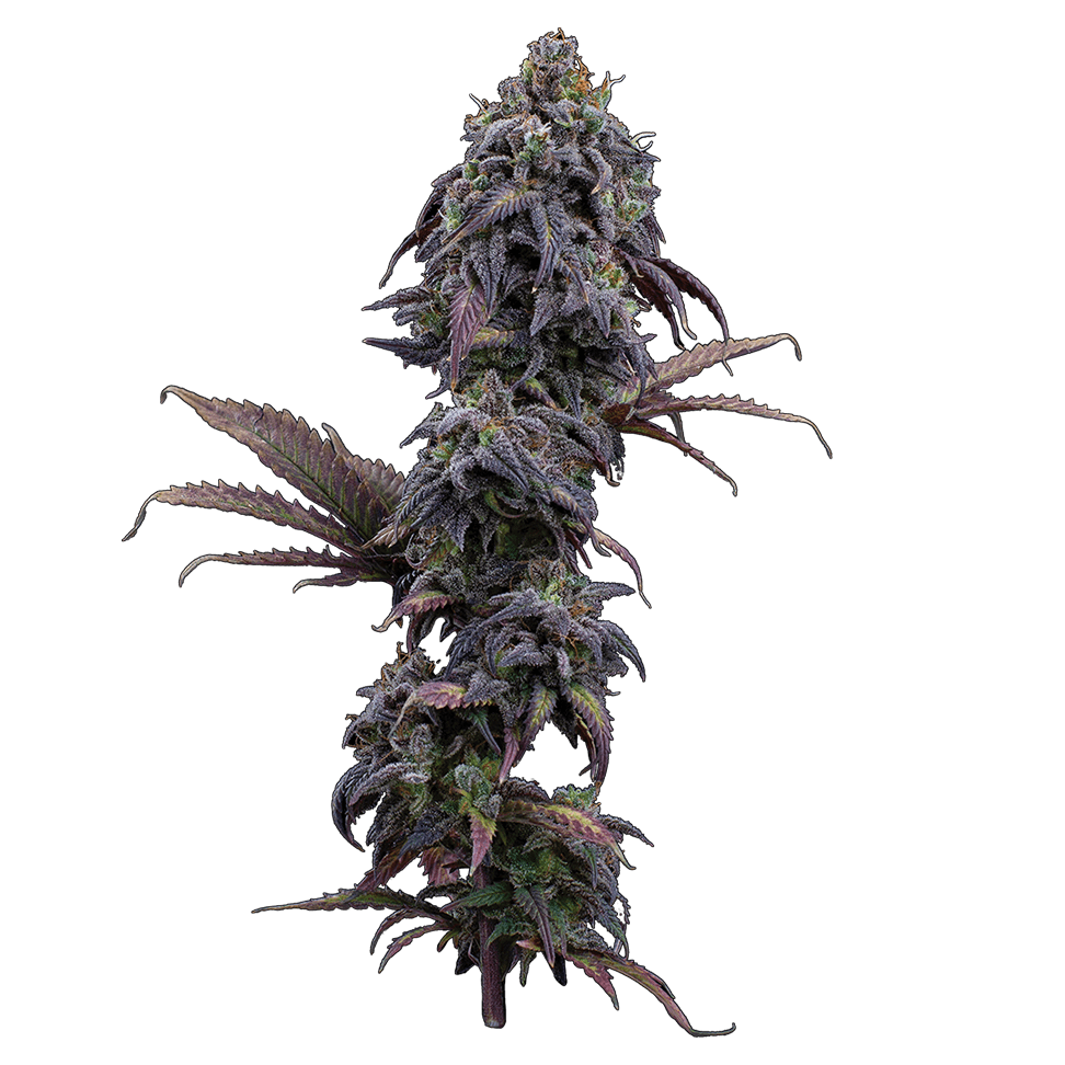 Brothers Grimm Seeds - Princess Haze (fem.)
