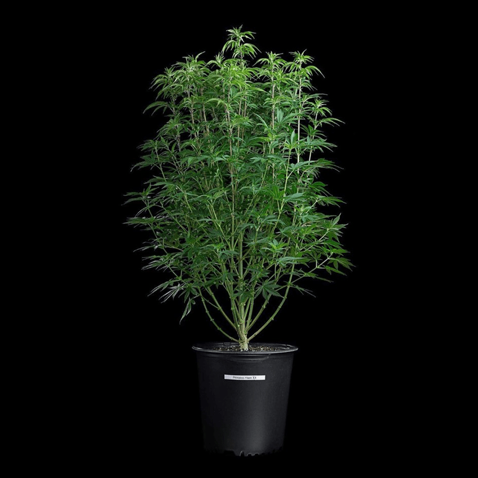 Brothers Grimm Seeds - Princess Haze (fem.)