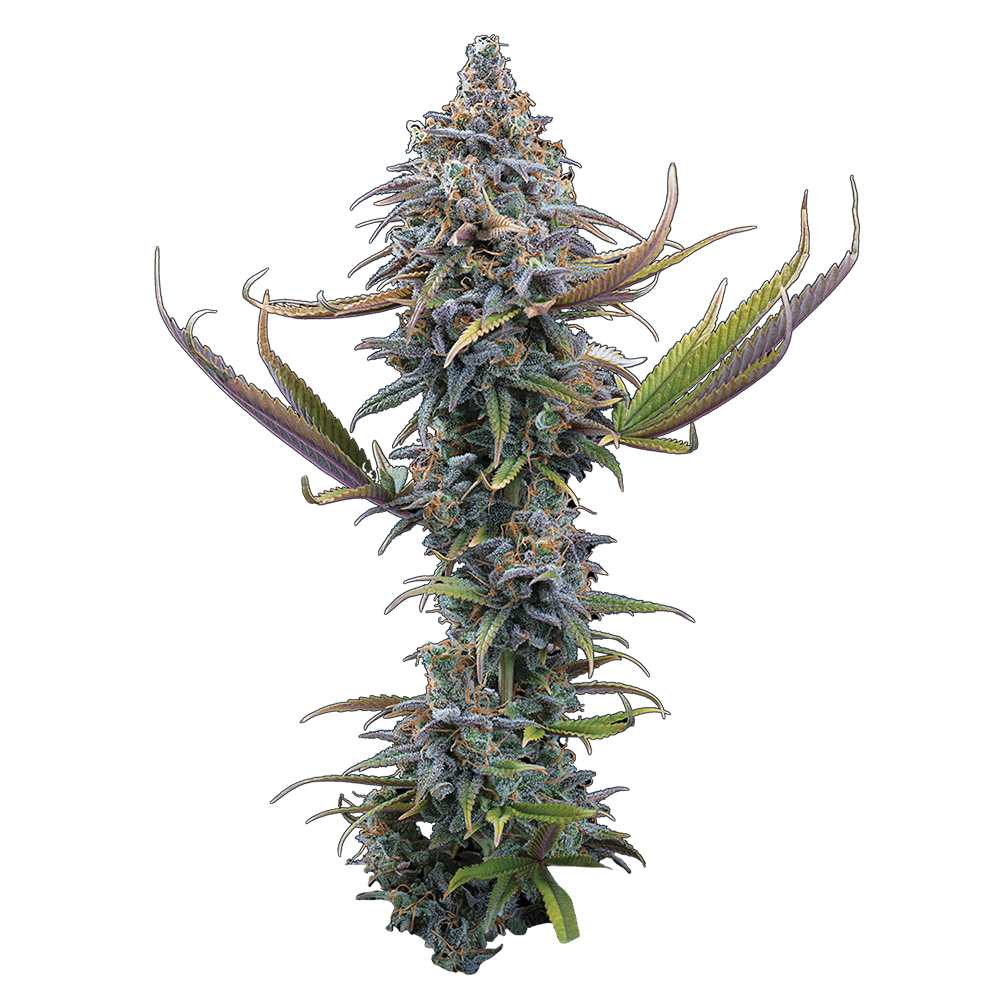 Brothers Grimm Seeds - Apollo (fem.) 🇺🇸