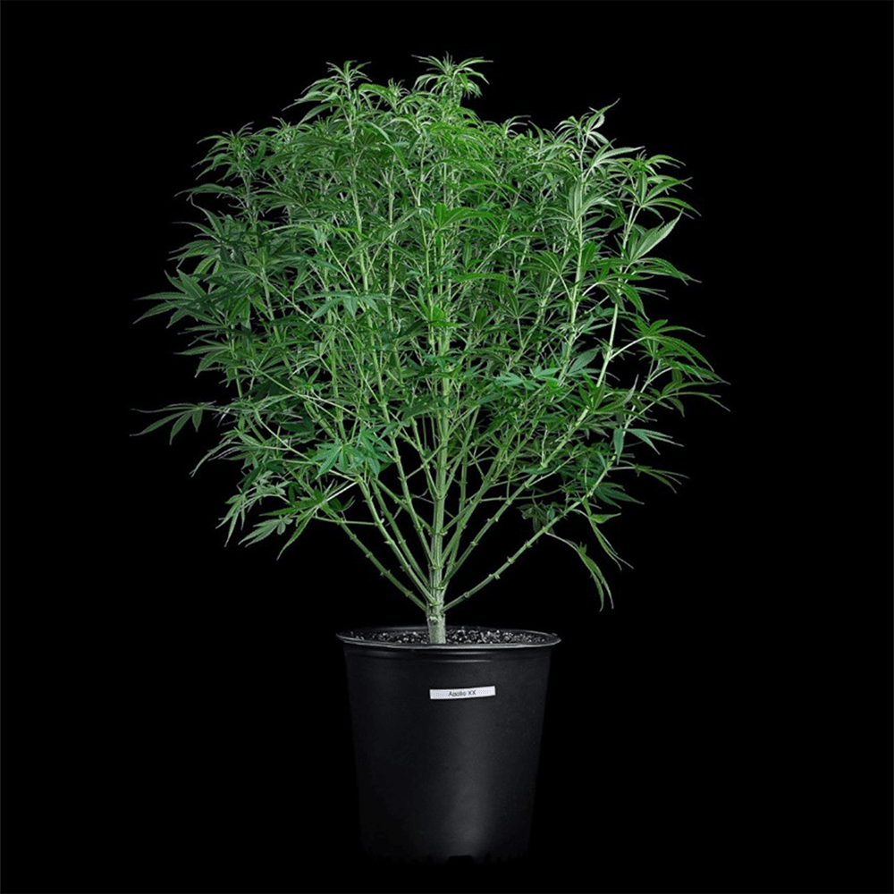 Brothers Grimm Seeds - Apollo (fem.) 🇺🇸