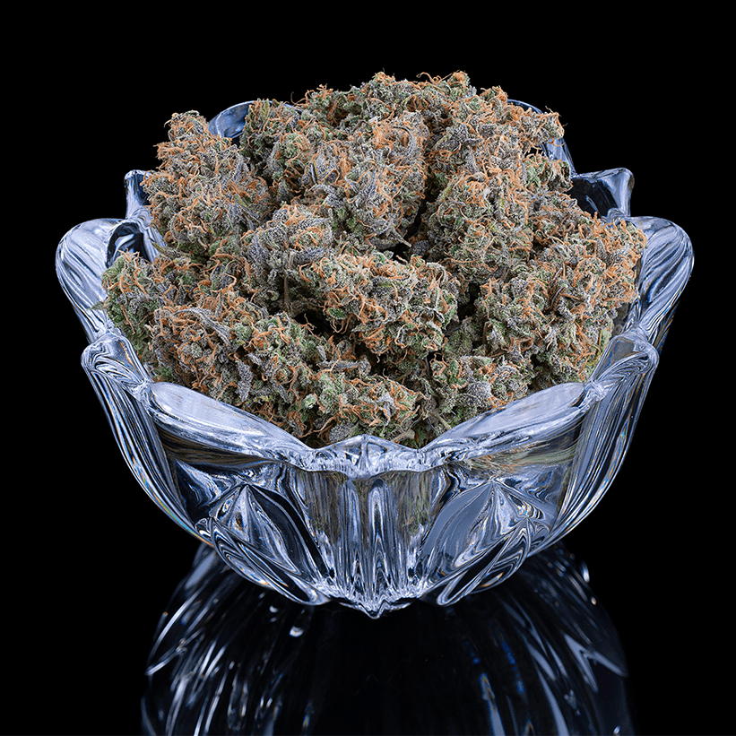 Brothers Grimm Seeds - Apollo (fem.) 🇺🇸