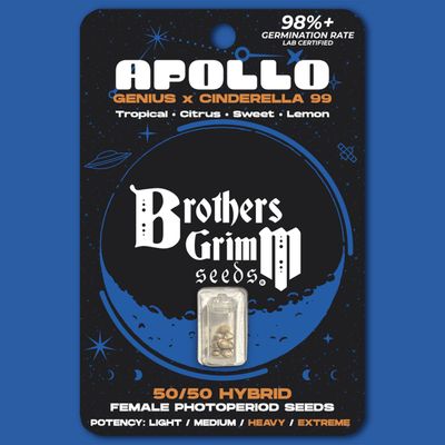 Brothers Grimm Seeds - Apollo (fem.) 🇺🇸 05296