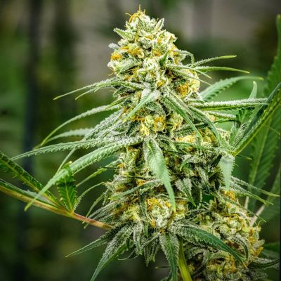 Brothers Grimm Seeds - Cinderella 99 (reg.) 🇺🇸 05299