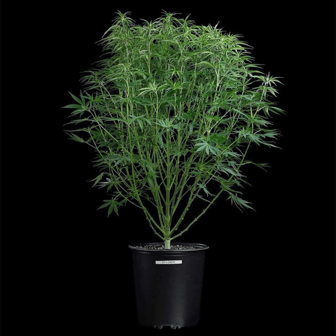 Brothers Grimm Seeds - Durban Thai x C99 (fem.) 🇺🇸