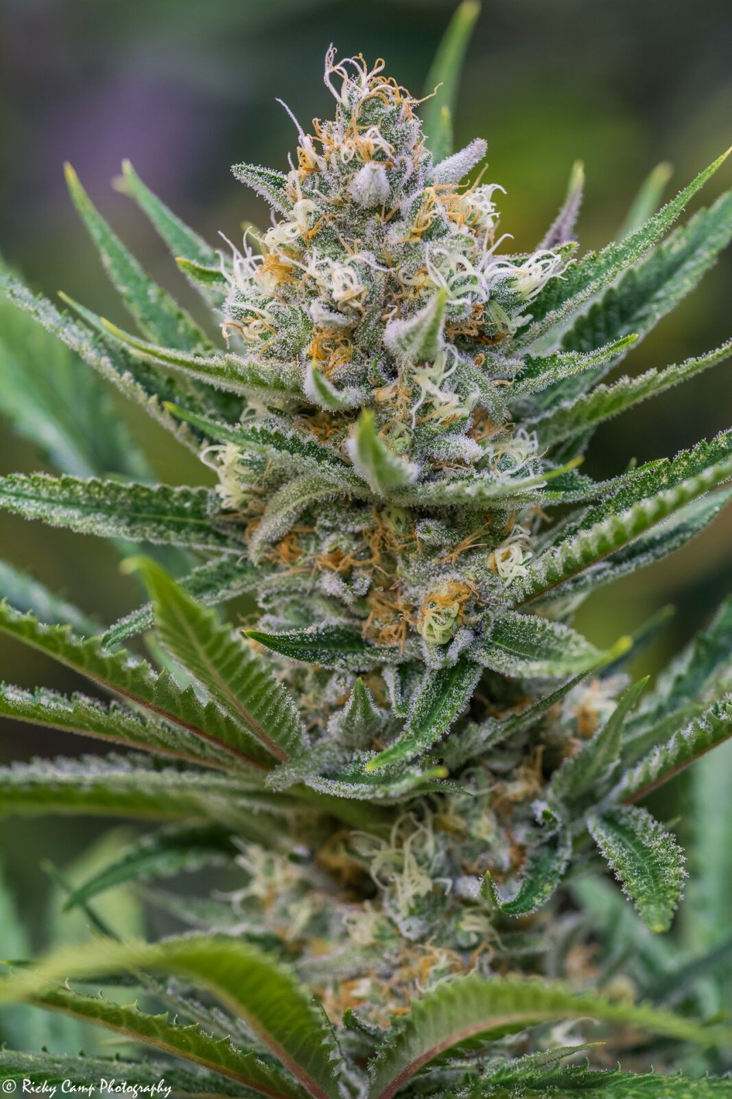 Brothers Grimm Seeds - Queen of Soul (reg.) 🇺🇸