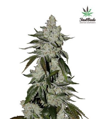 FastBuds - Cookies Auto aka Girl Scout Cookies (auto/fem.) 03865