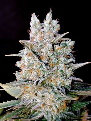 Genehtik Seeds - Kritikal Bilbo Auto (auto/fem.) 01996