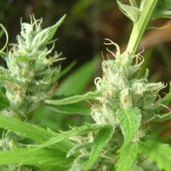 Sagarmatha Seeds - Lowboldt (auto/fem.) 03963