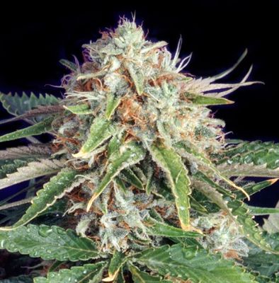 The Bulldog Seeds - Fast Ryder II (auto/fem.) 03663