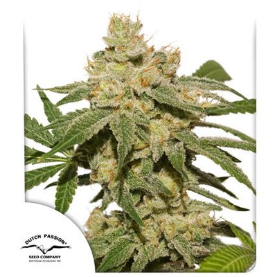 Dutch Passion - Auto Oh My Gusher (auto/fem.) 09152