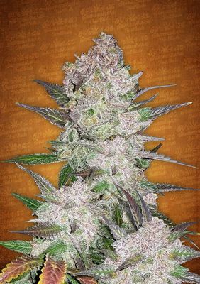 FastBuds - Cream Cookies Auto (auto/fem.) 05866