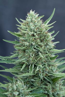 Grass-O-Matic - CBD Med Gom Auto (auto/fem.) 04848
