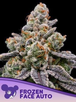Anesia Seeds - Frozen Face Auto (auto/fem.) 09787