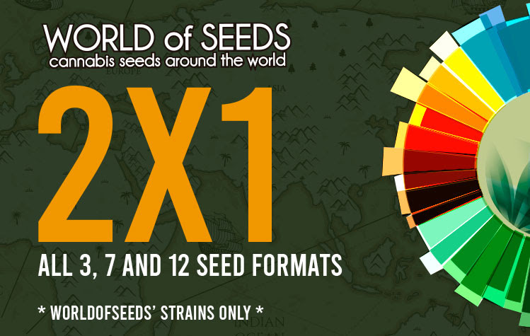 World Of Seeds - Afghan Kush Ryder (auto/fem.)