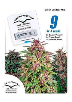 Dutch Passion - Dutch Outdoor Mix (fem.) 04979