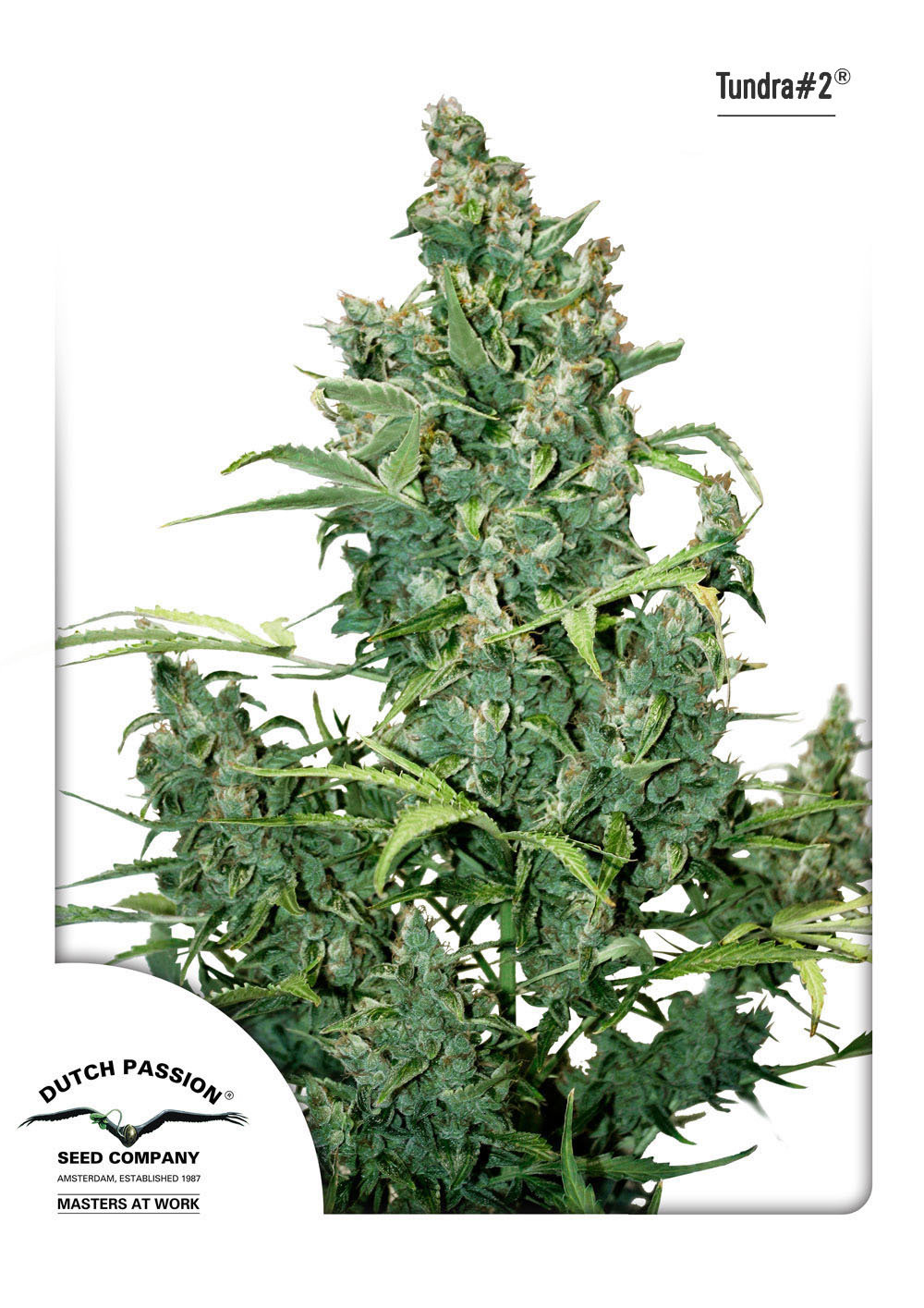 Dutch Passion - Tundra #2 ® (auto/fem.)