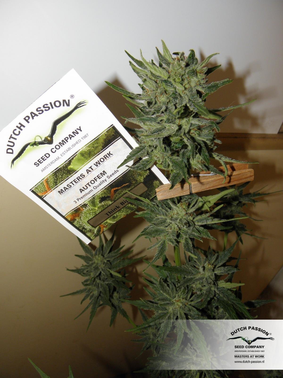 Dutch Passion - Think Big (auto/fem.)
