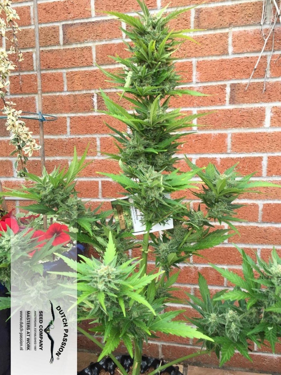 Dutch Passion - Think Big (auto/fem.)