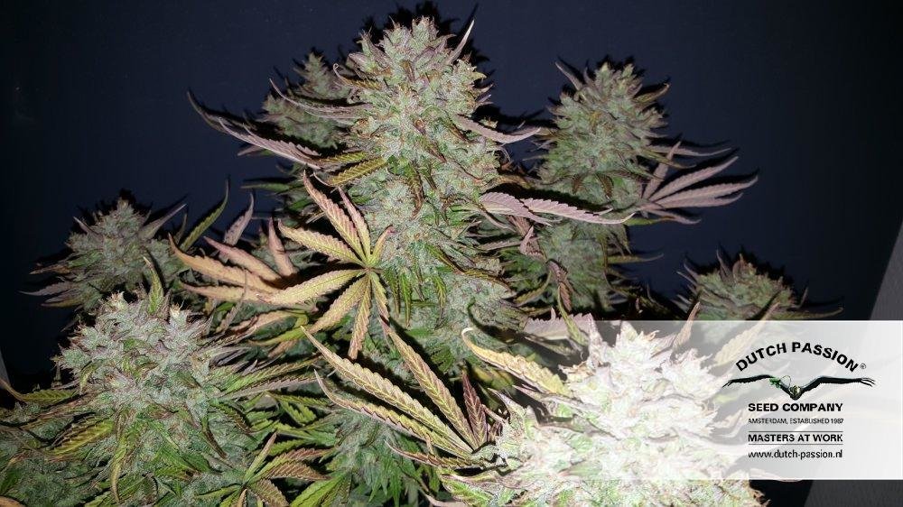 Dutch Passion - Think Big (auto/fem.)